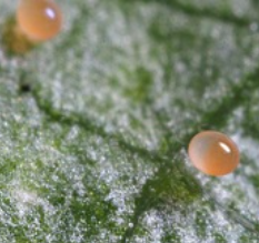 P. persimilis oeuf